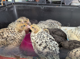 Quail chicks available