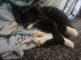 Male kitten for sale