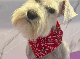 Beautiful Adult Girl Miniature Schnauzer