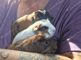 Female guinea pig