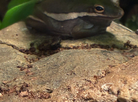 American tree frogs and anole vivarium