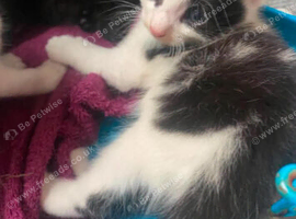 Gorgeous kittens