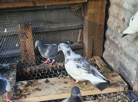 Racing pigeons  baby