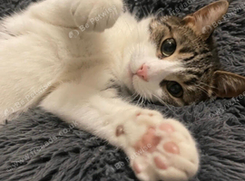 Two female for Rehoming