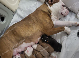 Old Tyme English bulldog puppies