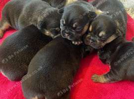 6 girls 1 boy kc reg