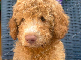 Pure Australian labradoodle puppy&rsquo;s ready now