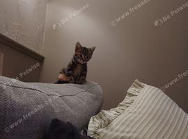 Gorgeous tabby kitten