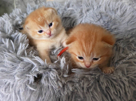 Beautiful Scottish fold and straight kittens