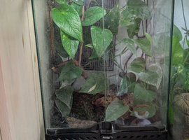 2 yellow belly toads