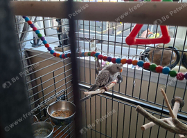 Cockatiel