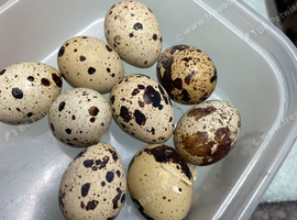 Quail eggs for eating or hatching Coturnix and Chinese painted button