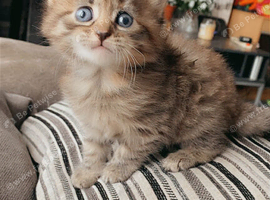 Female kitten