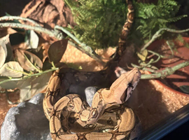 2 Boa Constrictors and viv + accessories