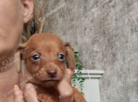 Dachshund x