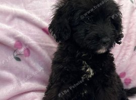 Beautiful puppies