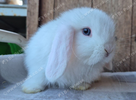 Mini lop babys ready now