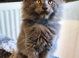 Maine coon pedigree kittens
