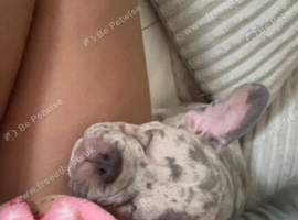 Lilac Merle frenchie
