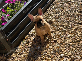 12 week old female frenchie