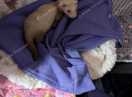 Ferret Hob & set up (8 weeks old)