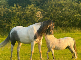 16.2 extremely, stunning, perfect temperament, need re- backing, so no beginners at all