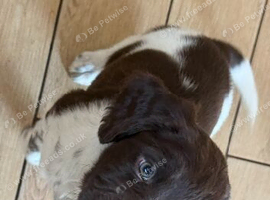 English springer spaniel puppy (male)