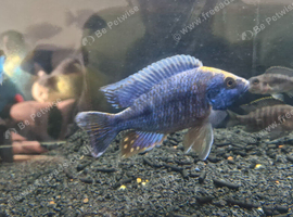 2 fish up for Trade or offer SM5