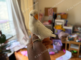 Lovebird