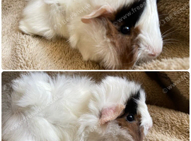 Pair of bonded baby boys