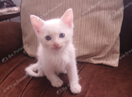 Beautiful Fluffballs ready to leave this weekend