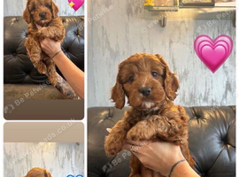 Beautiful Fox Red Cockapoo Puppies &ndash; Ready Now