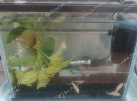 Small tank/ fish setup