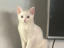 Kitten for sale