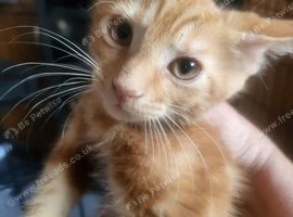 8 week old ginger males
