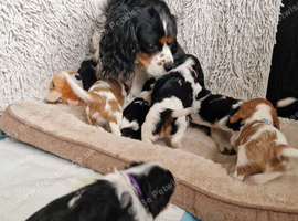 Beautiful Cavalier King Charles Spaniel
