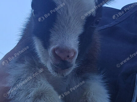 Baby Pygmy goats