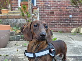 KC Registered mini smooth dachshund red brindle