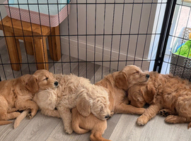 Goldendoodles * Essex *