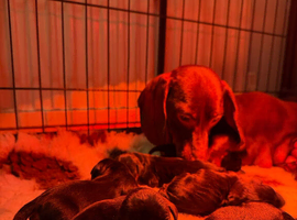 Dachshund puppies LAST GIRL LEFT