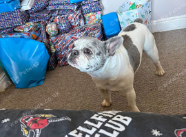 French bulldog 6 years old