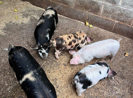 5 Mini Piglets Ready to go