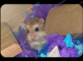Hamster