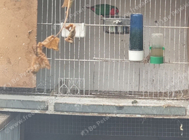 Parrot finches proven pair
