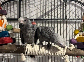 Stunning african grey baby's