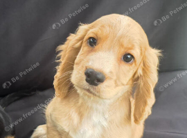 READY NOW KC Reg health tested working cocker spaniels