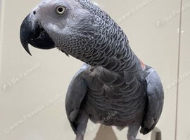 Tame and talkative African grey
