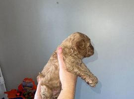 Gentle Cavapoo Puppies Ready To Join You