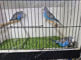 Male budgies available
