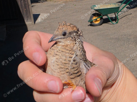 Chinese painted quails